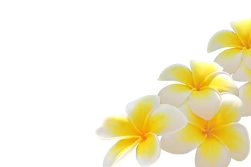 Keuken spatwand met foto Frangipanibloem die op witte achtergrond wordt geïsoleerd © Videowokart