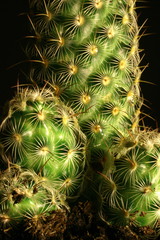 Naklejka na ściany i meble Small Cactus