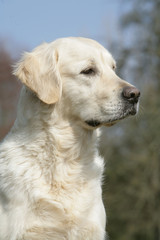 Golden retriever portrait vertical © CALLALLOO CANDCY