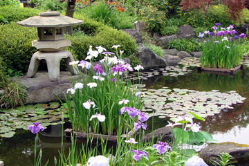Traditional Japanese garden with iris flowers, a stone lantern and a pond in spring
