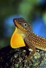 Anole 