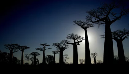 Fototapete Rund baobabs © Vipagu