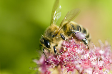 abeille