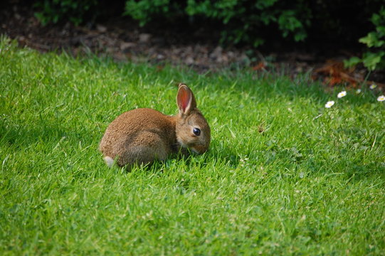 Wild baby rabbit
