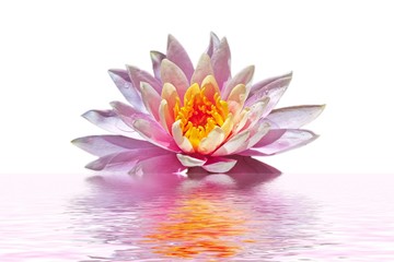 Pink lotus flower floating in water