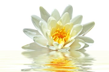 Lotus flower floating in water