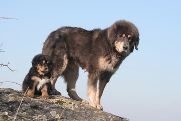 Fototapeta na wymiar pies, szczeniak, Mastif tybetański