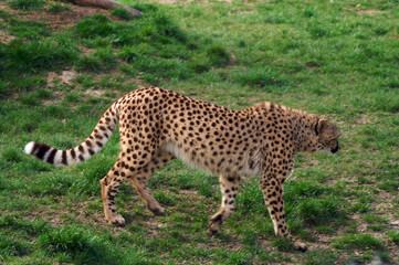 Cheetah