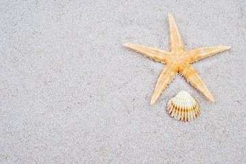 Starfish and shell on the sand