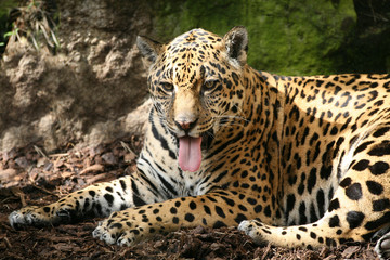 Big cat with tongue hanging out 