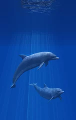 Photo sur Plexiglas Dauphin Dauphins sous-marins - rendu 3D