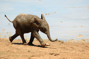 Elephant baby