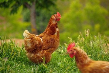 Huhn - chicken 01
