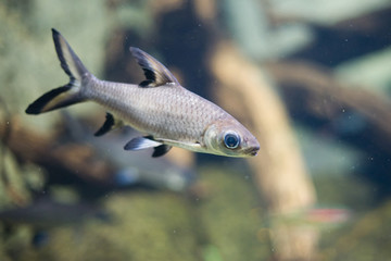 colorful tropical fish