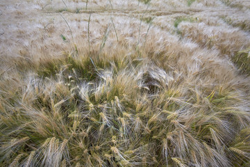 campagne :  champ de blé