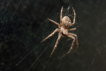Spider