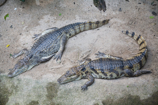 two crocodiles on the river bank