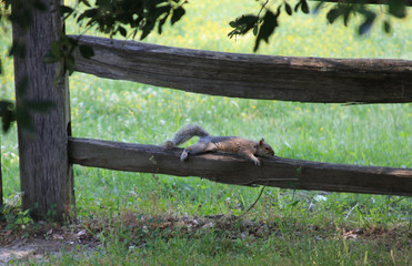 Squirrel resting 