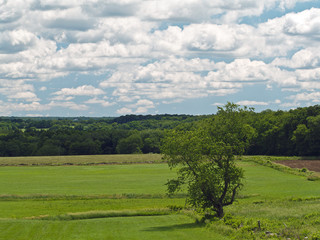 Fototapeta premium MEADOWS