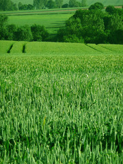 Champ de blé vert