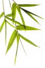 Crédence de cuisine en verre imprimé Bambou feuilles de bambou