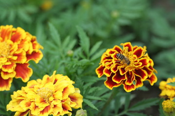 ape succhia il nettare di fiori gialli