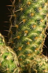 Naklejka na ściany i meble Prickly Cactus