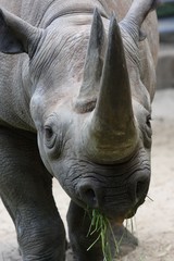 Obraz premium Black Rhino close up