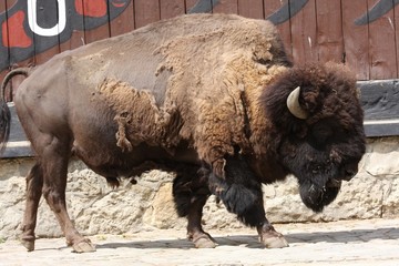 American Bison