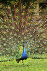 Obraz premium peafowl