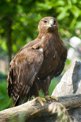 Sea eagle on a branch
