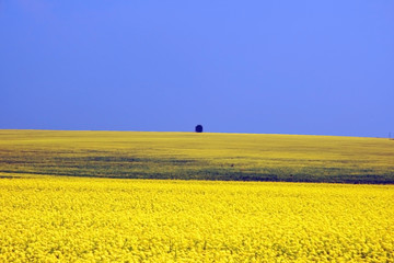  	Russia. Yellow field.