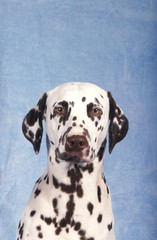 chien portrait  Dalmatien
