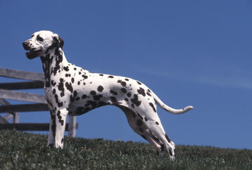 chien standard Dalmatien