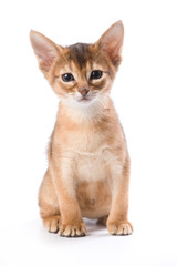 Abyssinian kitten on white background
