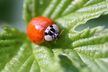 Fototapeta premium Marienkäfer ohne Punkte