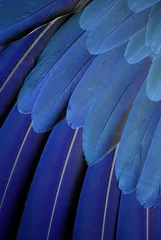 Wandcirkels aluminium blauwe papegaaienveren © martin1985