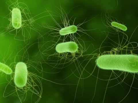 e.coli bakterien