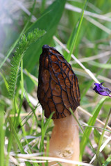 morille delicieuse - pyrenees orientales