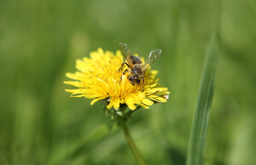 bee