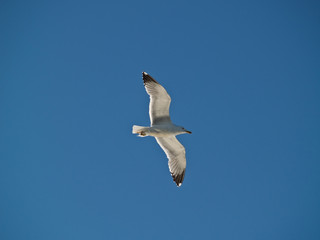 Seagull Soaring in the Sky