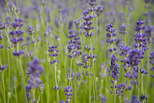 Lavender flowers on stems in a field. (Lavandula angustifolia)