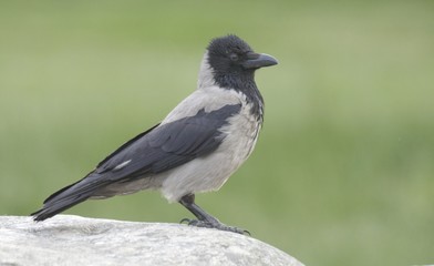 Hooded Crow. 