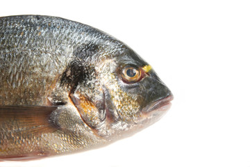 Gilt head bream head