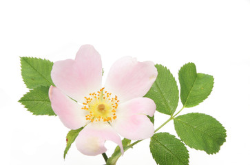 Dog rose