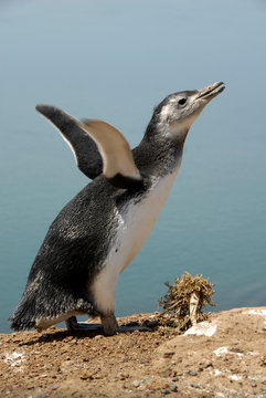 pinguino pichon