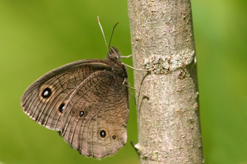 Common Wood Nymph