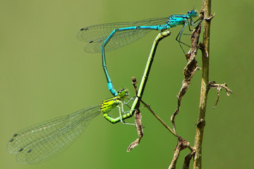 agrions reproduction