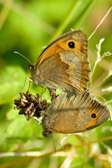 reproduction de papillons