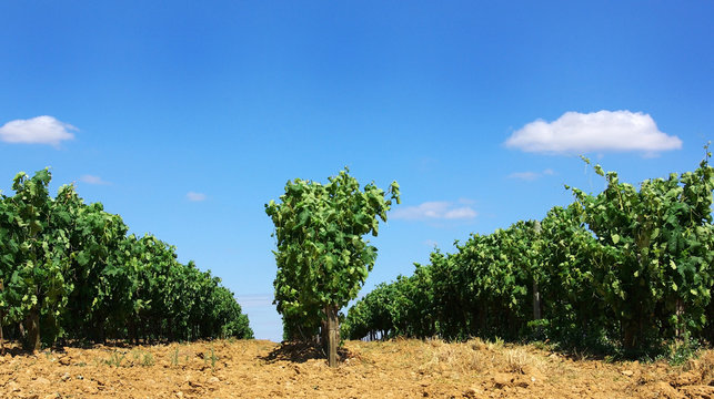Vineyard at Portugal, Alentejo region.